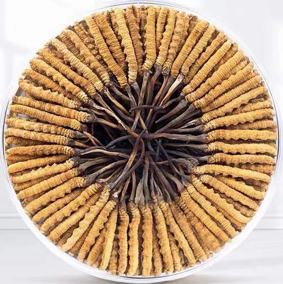 乌苏冬虫夏草回收